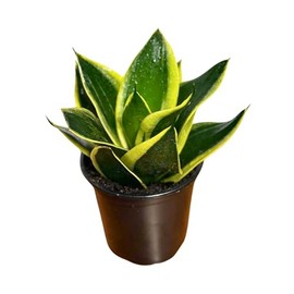PLANTVERS Sansevieria Hahnii Jade Dwarf in 4" Grow Pot | Marginated Snake Plant | Compact Air-Purifying Succulent | Low Maintenance Indoor Greenery
