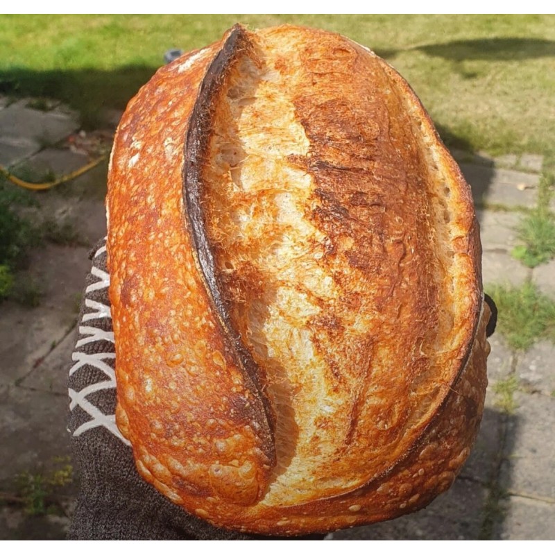 Great Grandmas EASY Sourdough Starter Heritage San Francisco - Live