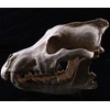 VOANZO Resin Wolf Skull Model Replica, Dinosaur Tooth Skull Fossil,