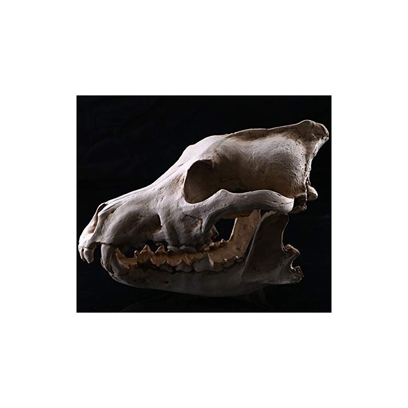 VOANZO Resin Wolf Skull Model Replica, Dinosaur Tooth Skull Fossil,