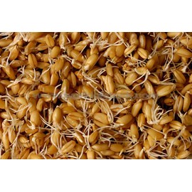 PREMIER SEEDS DIRECT - Sprouting Seeds - Wheat - 40GM (Organic/BIO)
