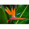 Bird of Paradise Starter Plant Hawaiian - 3 Pack #F3