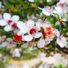 Manuka 10ml Incent Essential Oil Essential Oil
