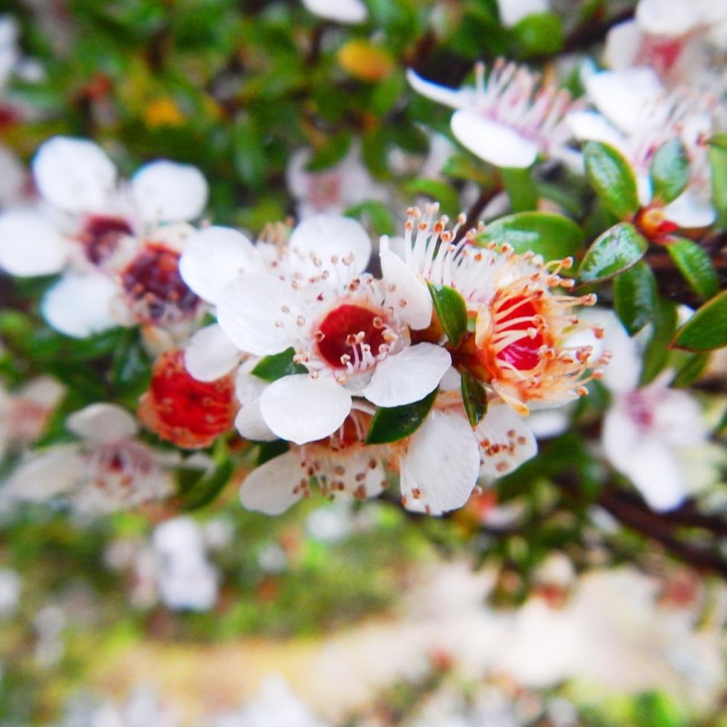 Manuka 10ml Incent Essential Oil Essential Oil