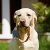 The Original Tick Key -Tick Detaching Device - Portable, Safe
