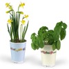Flowers in Cup To Grow - Lucky Clover