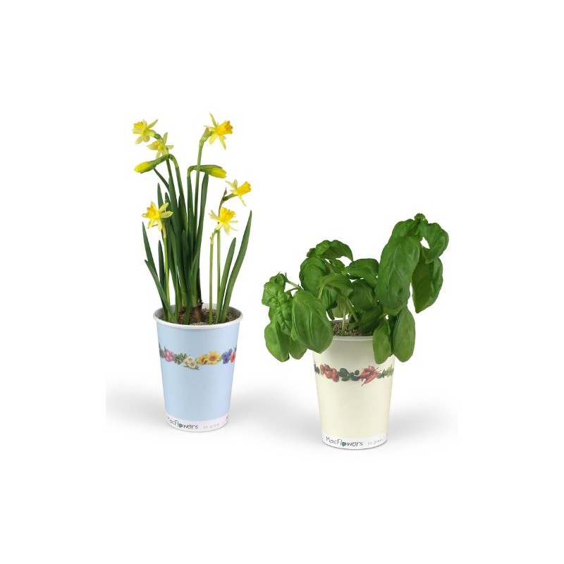 Flowers in Cup To Grow - Lucky Clover