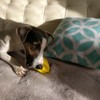 Langxian Dog Toy Ball, Nontoxic Bite Resistant Rubber Dog Tooth