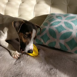 Langxian Dog Toy Ball, Nontoxic Bite Resistant Rubber Dog Tooth Chew Cleaning Interactive Toy IQ Training Ball,Suitable for Small Medium and Large Dogs