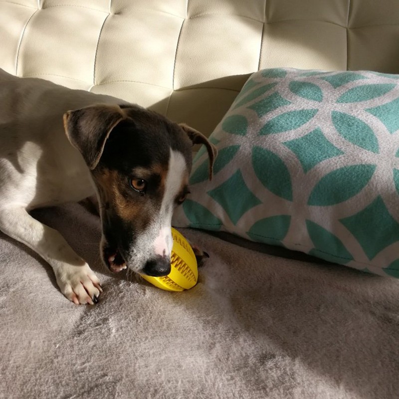 Langxian Dog Toy Ball, Nontoxic Bite Resistant Rubber Dog Tooth