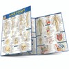 QuickStudy Anatomy QuickStudy Laminated Reference Guide (QuickStudy Academic)