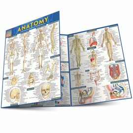 QuickStudy Anatomy QuickStudy Laminated Reference Guide (QuickStudy Academic)