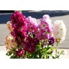 Gillyflower Mix Gilliflower Stock Flower Matthiola Incana Rose Blend Mix