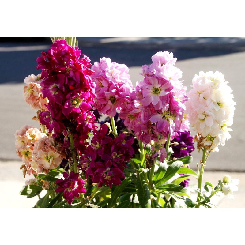 Gillyflower Mix Gilliflower Stock Flower Matthiola Incana Rose Blend Mix