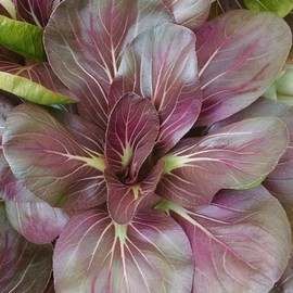 Park SeedScarlet Red Mustard Tatsoi Seeds, Pack of 100 Seeds