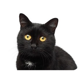 Black Cat Pet Rectangle Aluminium Fridge Magnet Fantastic Souvenir