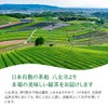 YaMECHA, Fukuoka Prefecture, Fukuoka Prefecture, Fukuoka Prefecture, Green Tea, First