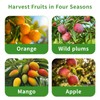 HXRYAGi Fruit Picker Pole with Basket Telescoping 13Ft Adjustable Apple