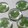 Real Four Leaf Clover "Good Luck Pocket Token" Traditional Lucky