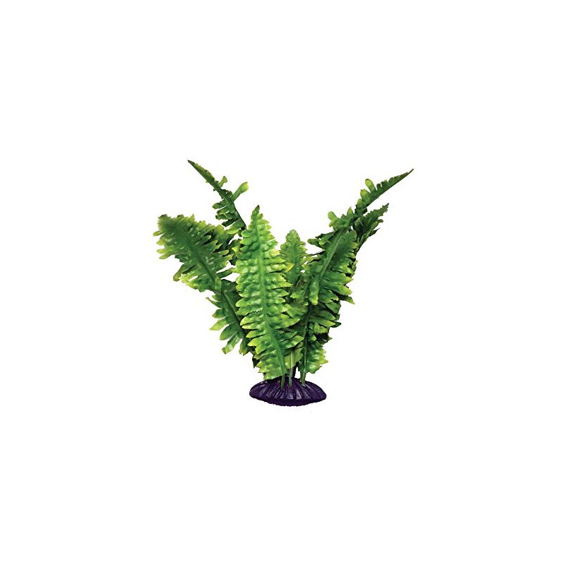Komodo Boston Fern, 25 cm, Green