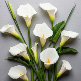 3 White Calla Lily Bulbs for Planting – Large, Healthy Bulbs for Beautiful Garden Flowers, Easy-to-Grow Perennials for Outdoor Beds, Containers, and Elegant Home Landscaping