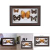 Butterfly Specimen Craft Frame, Real Framed Butterfly, Butterfly Specimen Display