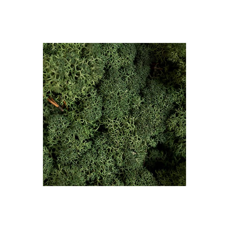 Reindeer Moss Lichen - Natural Preserved Dried - 500 grams