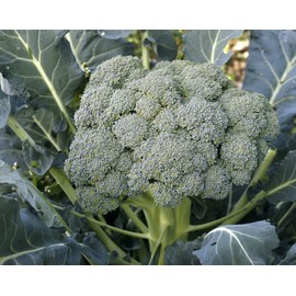 Broccoli Seeds (Waltham 29), 300 Heirloom Seeds Per Packet, Non GMO Seeds