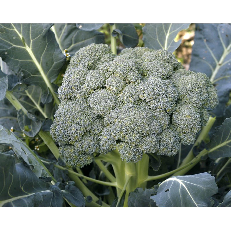Broccoli Seeds (Waltham 29), 300 Heirloom Seeds Per Packet, Non