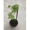 Chayote Plant With Pot 10” Live Plant Ready To Plant