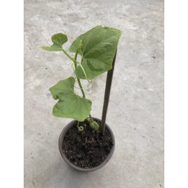 Chayote Plant With Pot 10” Live Plant Ready To Plant