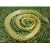 Large Realistic Green Snake Replica - Rubber