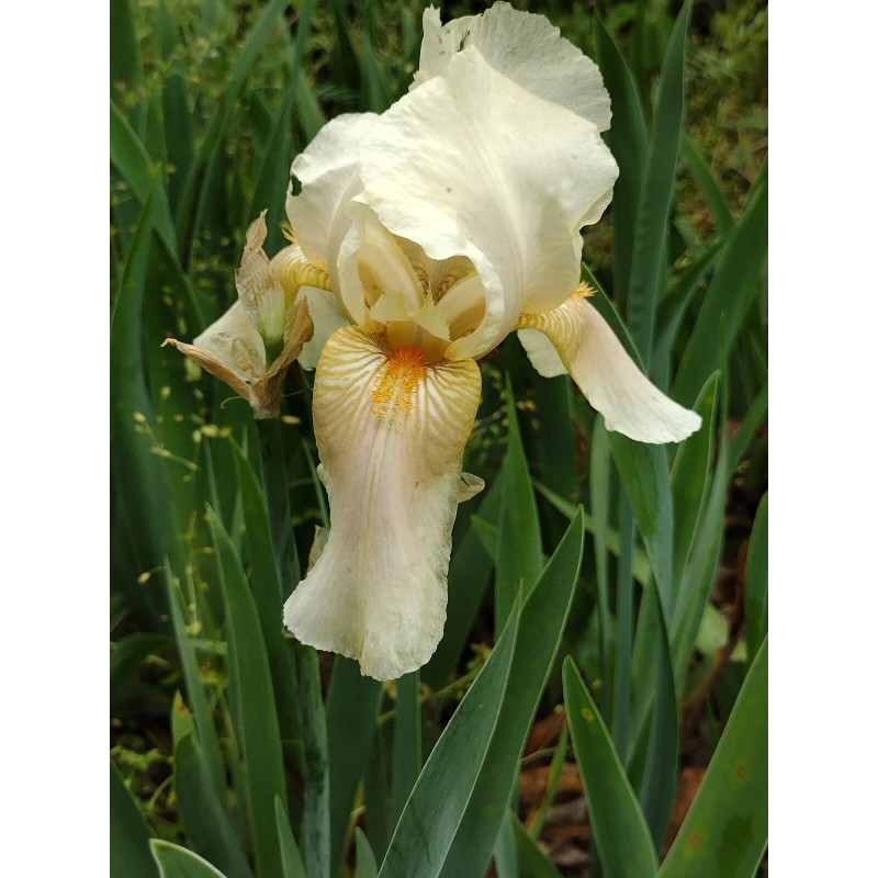 Bearded Iris 15 Bearded Iris Rhizomes – Easy to Grow,
