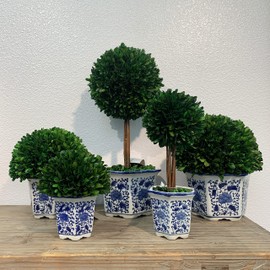 Galt International 7" Naturally Preserved Real Boxwood Ball in Hand-Painted Blue & White China Pot Planter Green Indoor Plant Home Decor (Small 7" Tall Topiary)