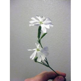 Fresh SILENE CAPENSIS Seeds BULK *Free Shipping!* African Dream Root, Xhosa Herb Seeds - 50 Seeds