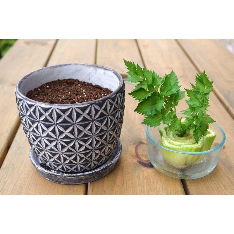 Gardenera Premium Potting Soil Blend for Celery - The Ultimate