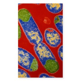 CafePress E. Coli Bacteria Rectangle Bumper Sticker Car Decal