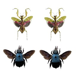 4 Real Blue Bee Green Mantis Specimen Collection Bug Mounted Dead Animal Moth Preserved Entomology Taxidermy Oddity Scientific Lover Insect Nature Office Desk Art Artwork Display UM-19