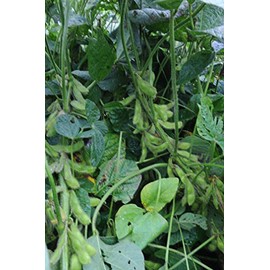 Bean Edamame Midori Giant Garden Vegetable by Seed Kingdom (1 Oz Seeds)