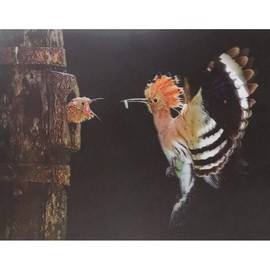 Hummingbird Feeding Young Bird - 3D Lenticular - Poster Print 12X16