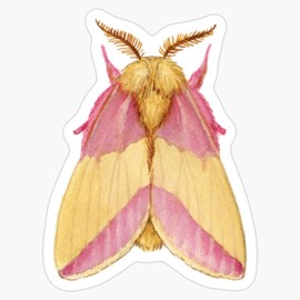 Rosy Maple Moth (Dryocampa Rubicunda) Bumper Sticker Vinyl Decal 5"