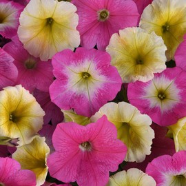 Petunia Seeds - Easy Wave Sweet Taffy - Packet - Mixed Flower Seeds, Hybrid Seed Attracts Bees, Attracts Butterflies, Attracts Hummingbirds, Attracts Pollinators, Easy to Grow & Maintain, Fast