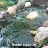 CrystalClear AlgaeOff Pond Algae Control Treatment, for Cleaner & Clearer