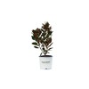 Little Gem Magnolia (2-3 ft.) - Includes Planting Kit