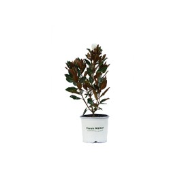 Little Gem Magnolia (2-3 ft.) - Includes Planting Kit