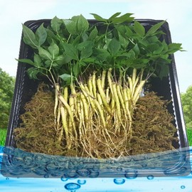 Smart Farm Eco-Friendly Young Ginseng, Grown with 13 Mineral Special Purifiers 325