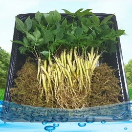 Smart Farm Eco-Friendly Young Ginseng, Grown with 13 Mineral Special Purifiers 325