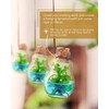 Venus Fly Trap, Grow Your Own Venus Flytrap in a