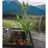 Lucky Bamboo Plants 100 LUCKY BAMBOO PLANTS 4" Free 5