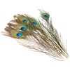 Efco 1003410 Peacock 200-300 mm 5 pcs, Feathers, Green, 12